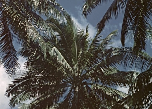 Coconut Palms