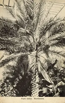 Fronds Prints: Palm Tree - Dates - Mombassa, Kenya