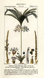 Images Dated 27th March 2020: Palm tree, Geonoma maxima