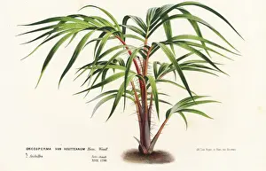 Palm tree, Nephrosperma vanhoutteanum