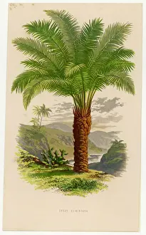 Sago Prints: Palm Tree Sago 19C