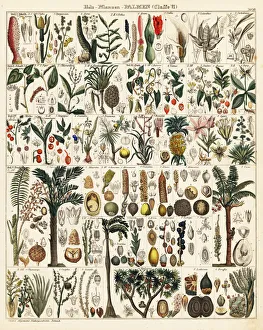 Agave Gallery: Palm tree species