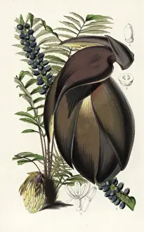 Palm tree, Wallichia oblongifolia