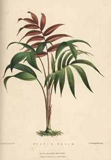 Palm tree, Welfia regia