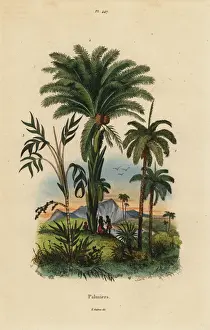 Phoenix Prints: Palm trees