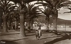 Palm trees on the beach at Oran, NW Algeria
