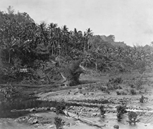 Palm trees. Fiji