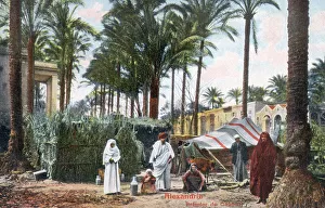Images Dated 12th August 2019: Palm Trees at the Gabbari Necropolis, Alexandria, Egypt