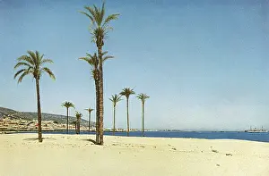 Galilee Prints: Palm trees in Haifa, Galilee, Northern Israel