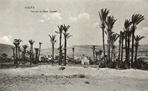 Israel Prints: Palm trees at Haifa, with Mount Carmel, Northern Israel