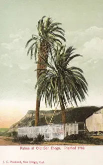Palm trees at Old San Diego, California, USA