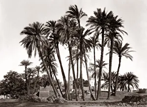 Sheik Prints: Palm trees of Sheik Abaddeh, Antinopolis, Egypt