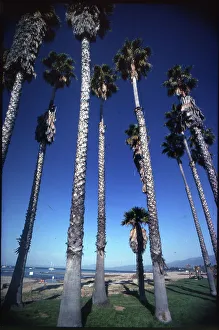 Palm Trees venice Beach, Los Angeles, California, USA