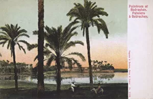 Egypt Collection: Palm tress at Bedrashin, Giza, Egypt