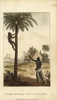 Moors Collection: Palm-wine tapper climbing a palm tree, Senegambia