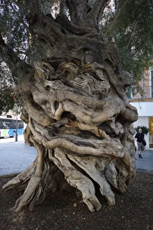 Palma, Mallorca, Spain - Olive tree - Council of Mallorca