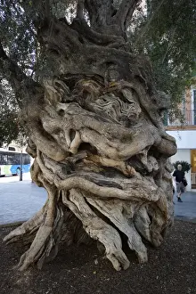 Olive Prints: Palma, Mallorca, Spain - Olive tree - Council of Mallorca