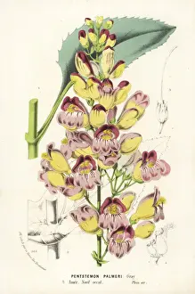 Palmers penstemon, Penstemon palmeri