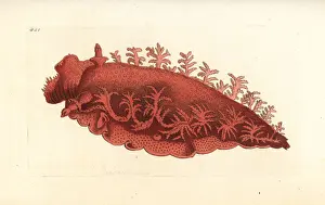 Doris Prints: Palmiferous doris sea slug, Doris palmifera