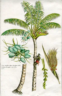 Palms