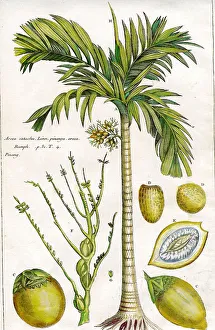 Palms