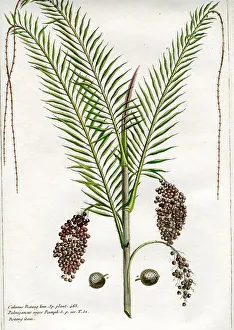 Palms