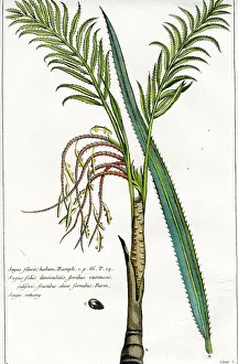 Palms