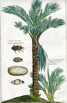 Palms