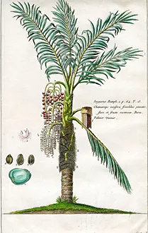 Palms
