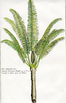 Palms