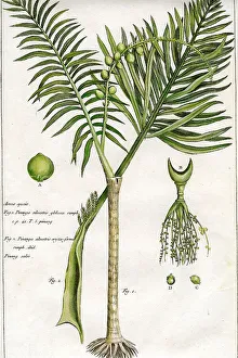 Palms