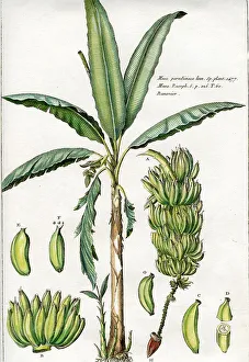 Palms