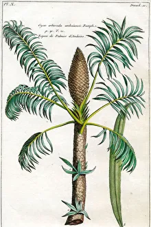 Palms