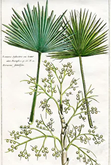 Palms
