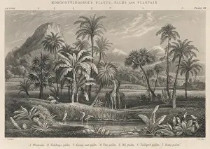 Giraffes Prints: PALMS AND PLANTAINS