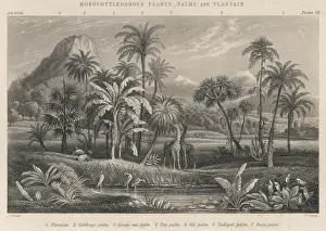 Giraffes Prints: Palms and Plantains