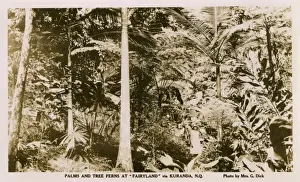 Ferns Prints: Palms and Tree Ferns - Kuranda, North Queensland