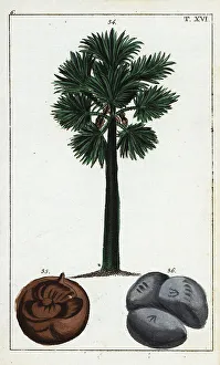 Pomology Prints: Palmyra palm, Borassus flabellifer