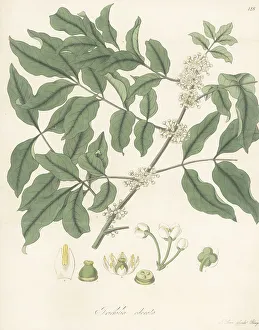 Exotic Flora Prints: Palo de cuchara or limoncillo, Trichilia havanensis