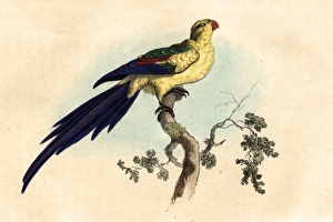 Images Dated 16th April 2012: Paloeornis melanura or Black tailed paraquet