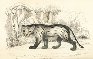 Predator Prints: Pampas cat or pantanal, Leopardus colocola