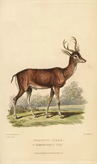Pampas Collection: Pampas deer, Ozotoceros bezoarticus