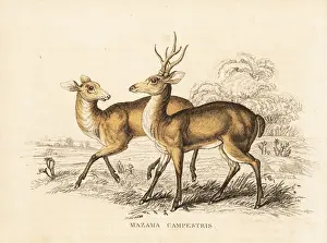 Pampas deer, Ozotoceros bezoarticus