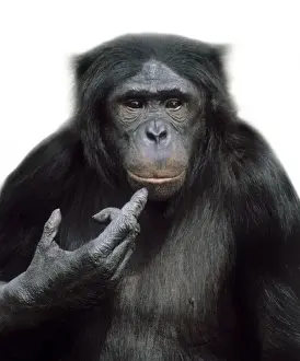 Finger Prints: Pan paniscus, pygmy chimpanzee