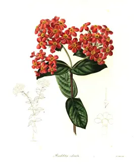Odorata Prints: Panama-rose or sweet-scented rondeletia, Rondeletia odorata