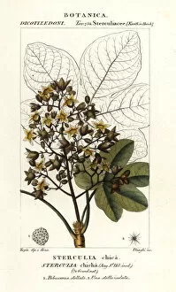 Crustacean Collection: Panama tree or camoruco, Sterculia apetala