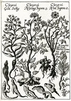 1690 Prints: Panax Ginseng or Japanese ginseng