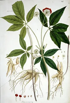 Apiales Gallery: Panax pseudoginseng, tienchi ginseng