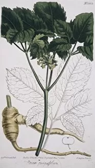 Apiales Gallery: Panax quinquefolium, ginseng