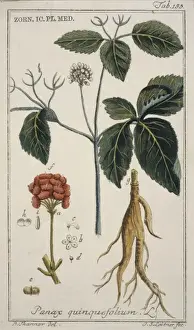 Panax quinquefolium, ginseng